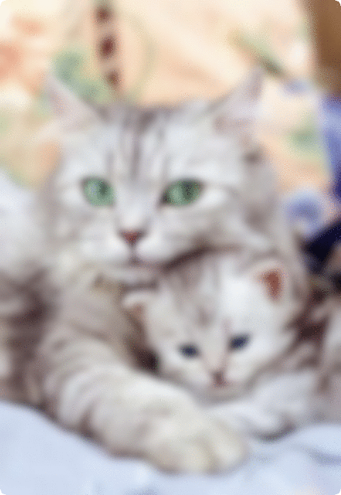 PINRemoteImage screenshot 1