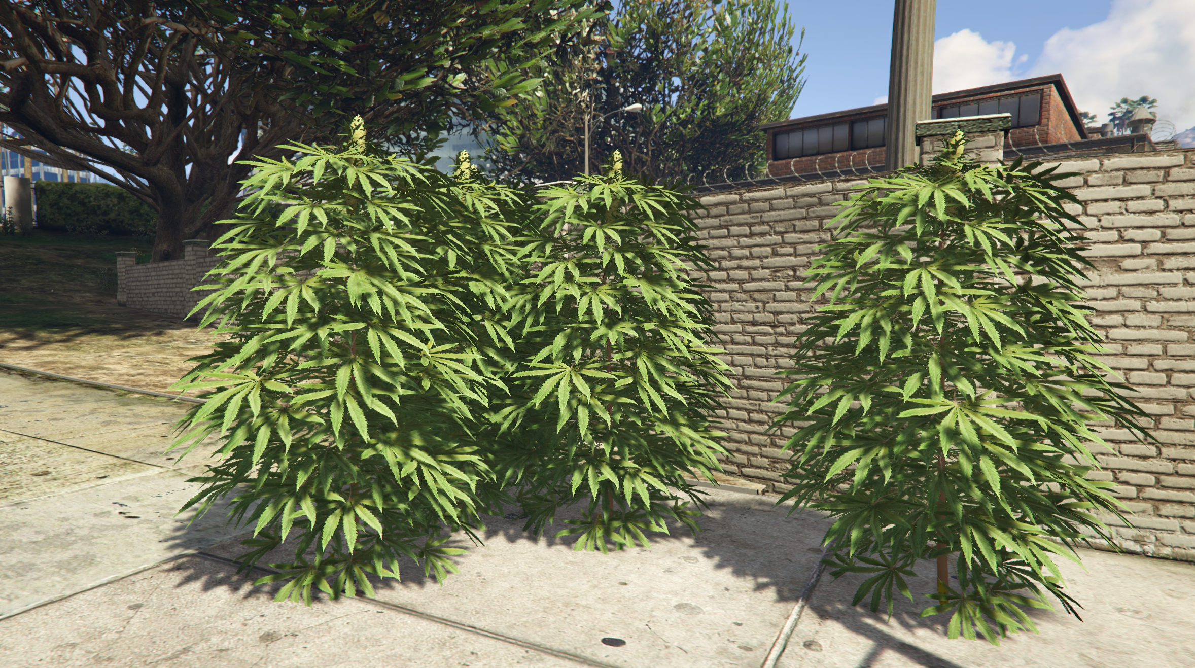ps-weedplanting screenshot 2