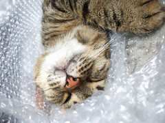 bubblewrap screenshot 1