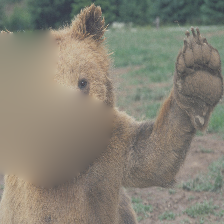 pytorch-grad-cam screenshot 6