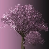 sakura screenshot 1