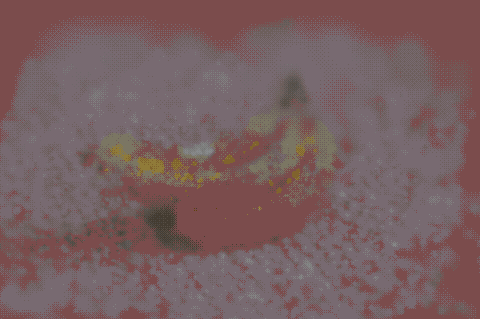 OpenSplat screenshot 2