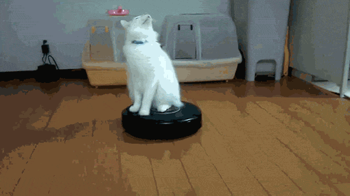 catspin screenshot 1