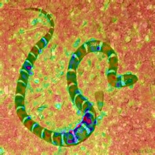 pytorch-cnn-visualizations screenshot 57