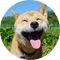 afrog screenshot 38