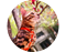 afrog screenshot 25