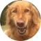 afrog screenshot 33